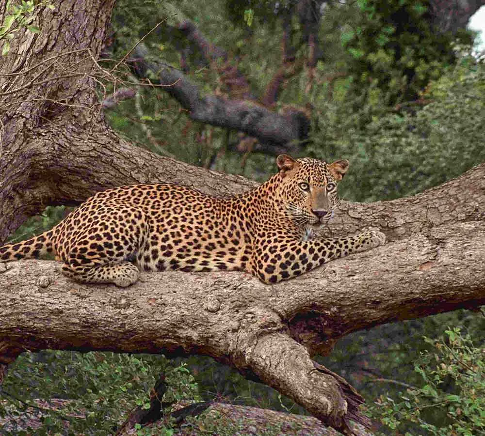 Yala National Park - Image 5