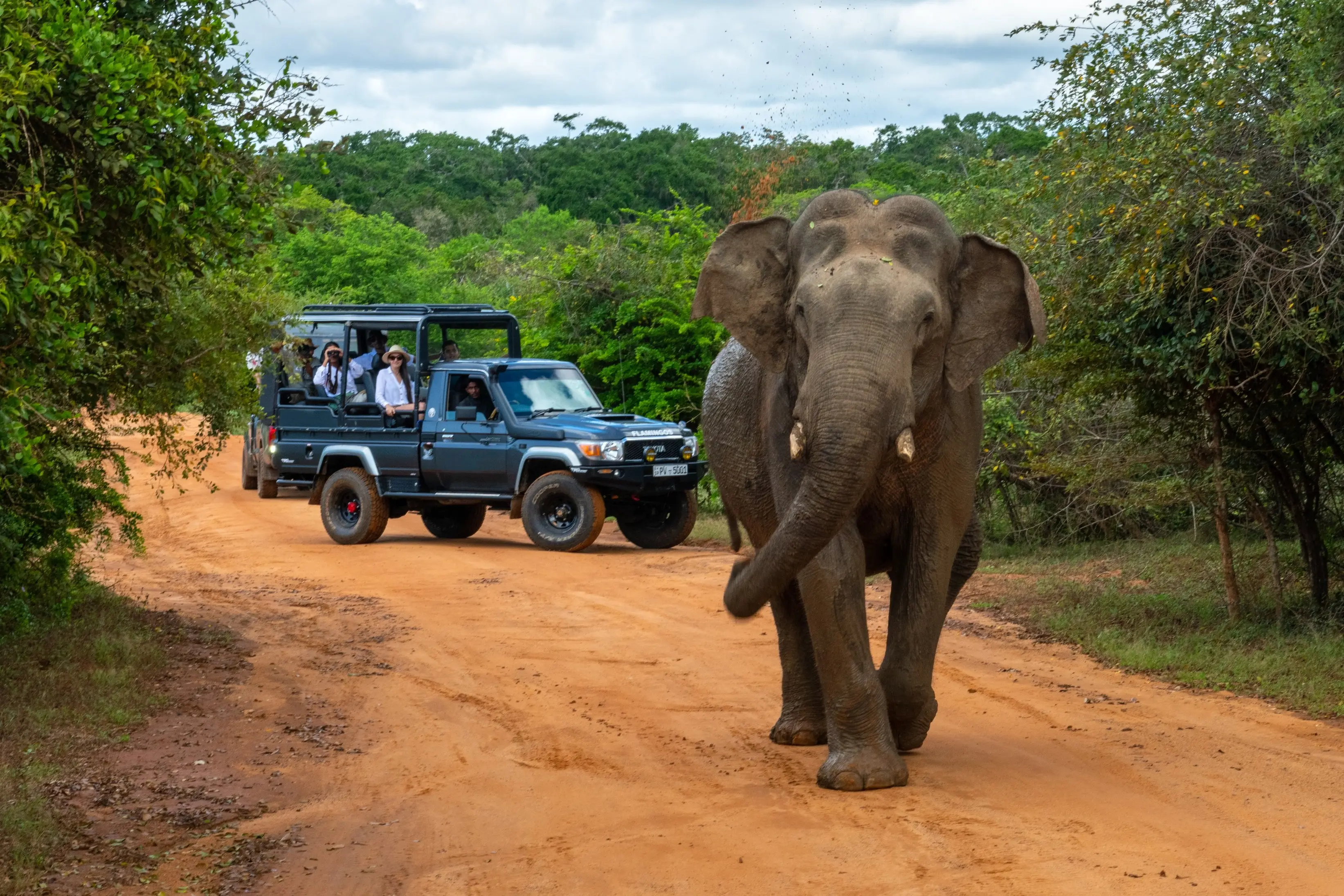 Yala National Park - Image 2