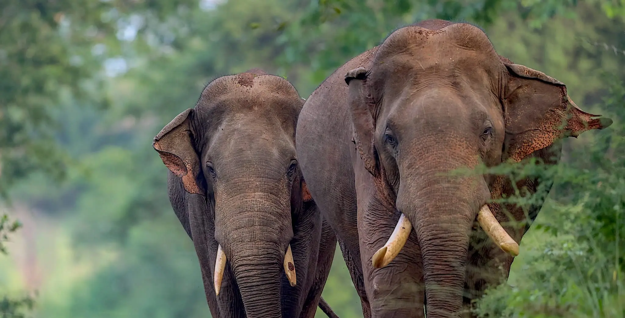 Yala National Park - Image 4