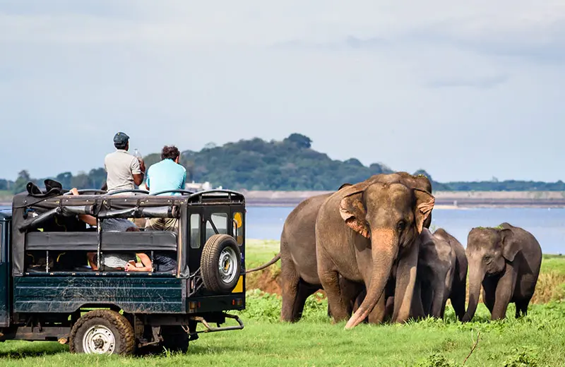 Yala National Park - Image 3